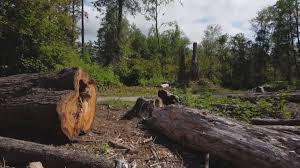 Best Storm Damage Tree Cleanup  in Glendale, CO