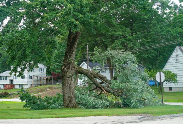 Best Leaf Removal  in Glendale, CO