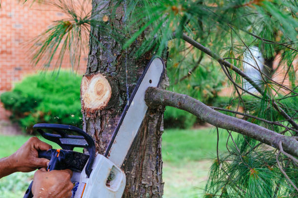 How Our Tree Care Process Works  in  Glendale, CO